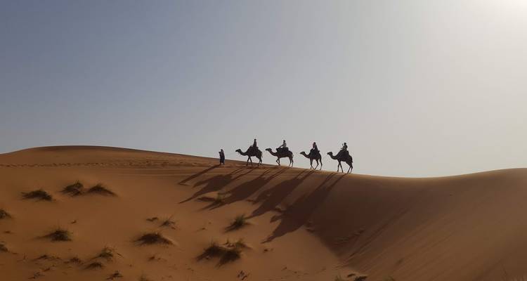 Caravana de camellos en silueta proyectando largas sombras a lo largo de una cresta de duna alta.