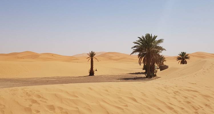 Palmeras dispersas salpican dunas doradas infinitas bajo un cielo pálido.