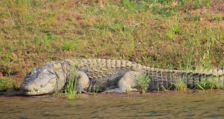 Ein großes Krokodil ruht an einem schlammigen Flussufer, umgeben von spärlichem Gras.