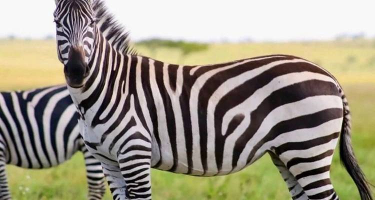 Close-up of a zebra showing bold black-and-white stripes against blurred savanna.