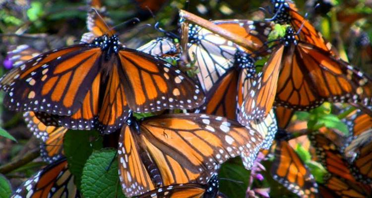 Densa congregación de mariposas monarca aferradas a las hojas y unas a otras en una rica exhibición de alas naranjas y negras.