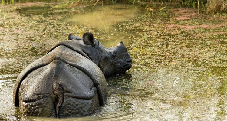 A solitary Indian one-horned rhinoceros wallows in a shallow, plant-filled swamp.