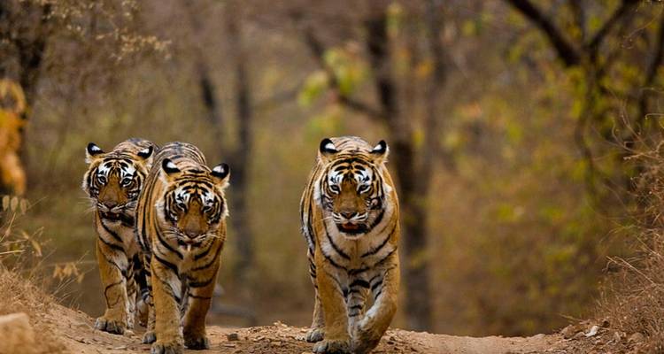 Three Bengal tigers walking together along a forest trail, eyes focused ahead.