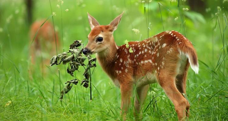 Young spotted deer nibbling leaves in lush green meadow.