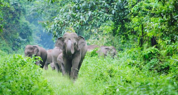 Herd of Asian elephants walking down a verdant jungle path surrounded by dense foliage.