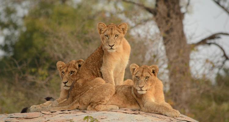 Three lion cubs perch on rocky outcrop, attentively gazing forward.