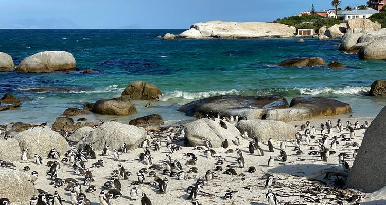 Hundreds of penguins scatter across sandy beach dotted with granite boulders by turquoise sea.