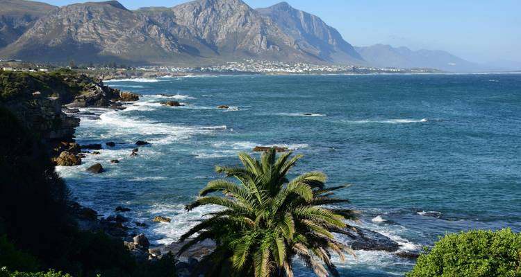 Coastal panorama of Hermanus with palm tree foreground, rolling waves and distant mountain backdrop.