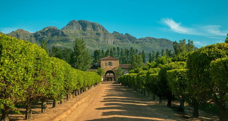 Tree-lined path leads to winery estate beneath craggy mountain ridge on clear summer day.