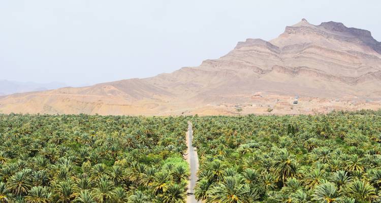 Une palmeraie verte infinie s'étend vers des montagnes escarpées avec une seule route droite qui la traverse.