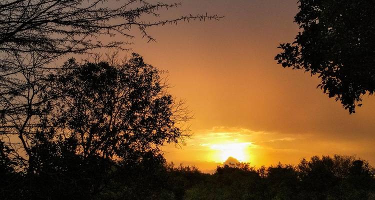Golden African sunset with silhouetted trees framing the glowing horizon.