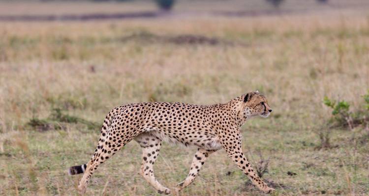 Cheetah striding gracefully across open grassland in the African savanna.