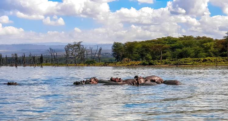 A pod of hippos partially submerged in a calm lake with forested shoreline and distant hills under a blue sky with clouds.