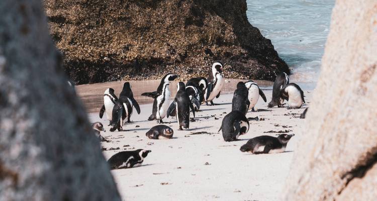 Colony of African penguins gather on white sand beach between granite boulders and clear water.