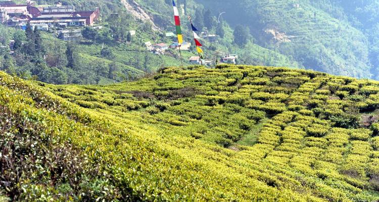 Rolling green tea plantations spread across a hillside with prayer flags flapping above.