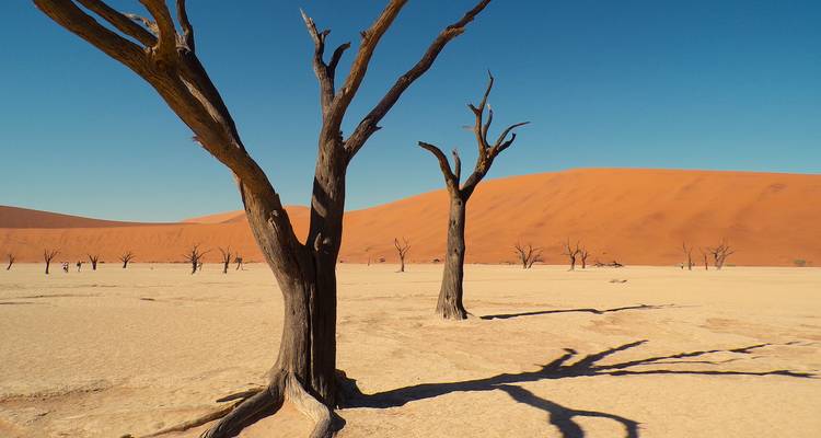 Ghostly dead camel thorn trees standing on the cracked white clay pan with towering red dunes rising behind under a deep blue Namibian sky.