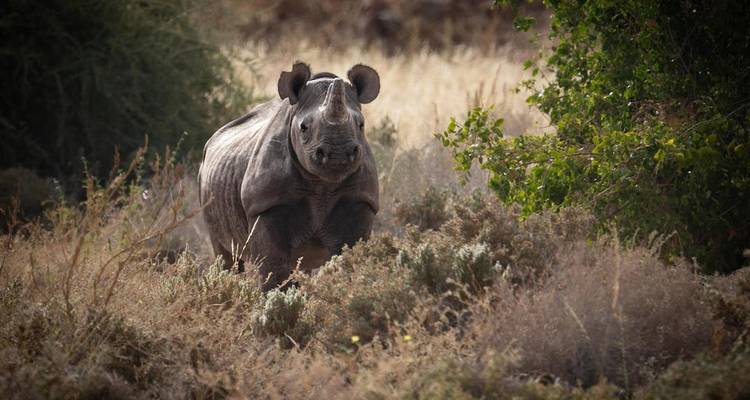 A solitary black rhino emerging from scrubby bushes in Namibia’s arid landscape, looking toward the camera.