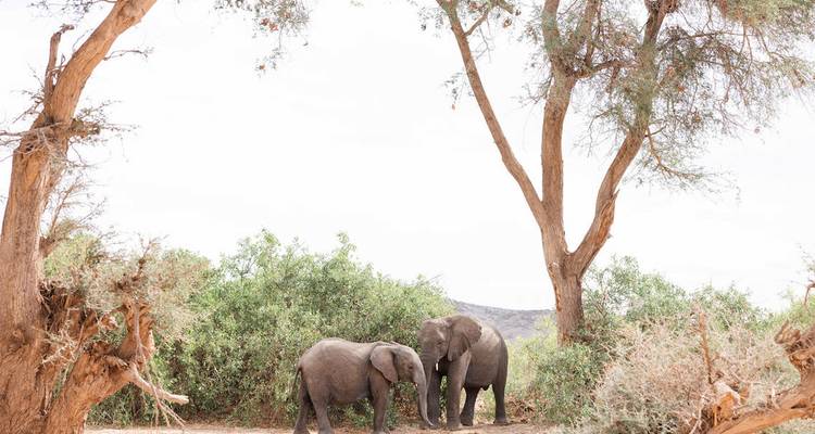 Two African elephants stand beneath tall desert trees against a bright sky.