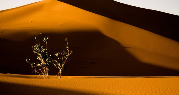 Goldene Sanddüne mit dramatischem Schatten und einem einsamen Wüstenstrauch im warmen Abendlicht.