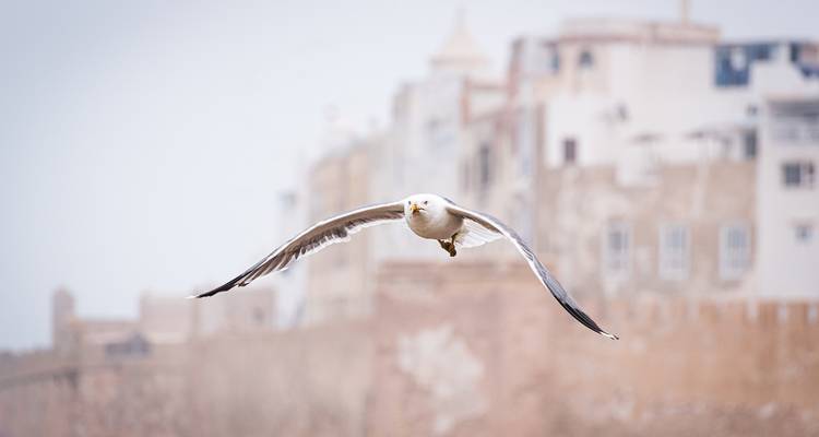 Möwe im Flug mit unscharfen historischen Gebäuden der Küstenstadt Essaouira in weicher Unschärfe im Hintergrund.