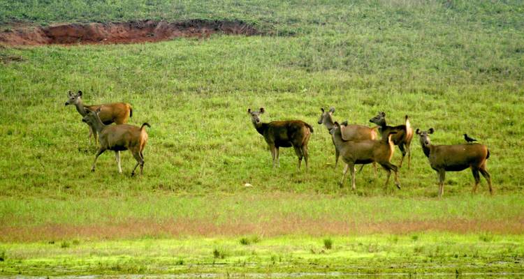 Group of deer graze on a grassy hillside within Periyar National Park.