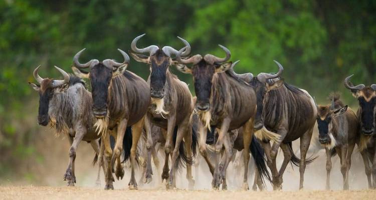Dusty herd of wildebeest charge forward across the savannah plain.