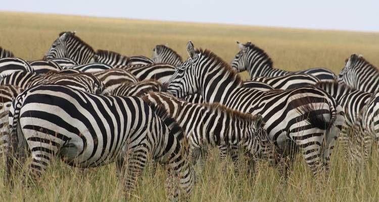 Large herd of zebras grazing and mingling in tall golden grass.