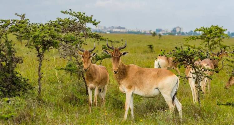 Pair of hartebeest stand among thorny bushes with distant cityscape on the horizon.