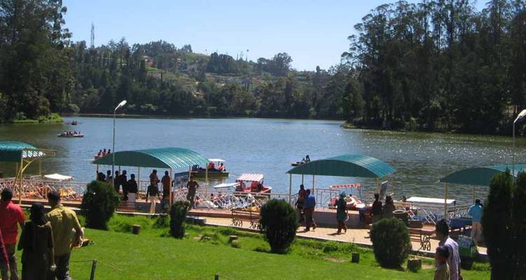 Visitors rent paddle boats along picturesque Ooty Lake surrounded by tall eucalyptus trees.