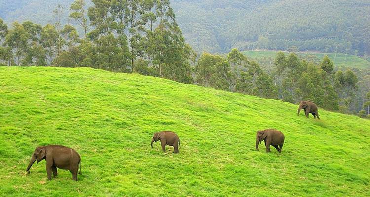 Four wild elephants graze on a bright green hillside against a backdrop of forested mountains.