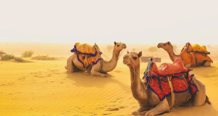 Saddled camels rest on golden dunes under a hazy desert sky.
