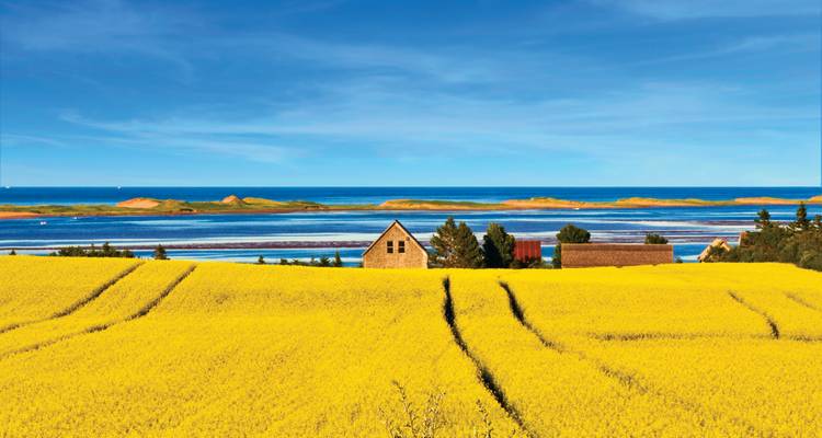 Brilliant yellow canola fields contrasting with blue sea and sand dunes on Prince Edward Island.