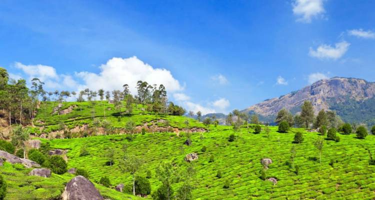 Leuchtend grüne Teeplantagen erstrecken sich über sanfte Hügel unter einem klaren blauen Himmel in Munnar.