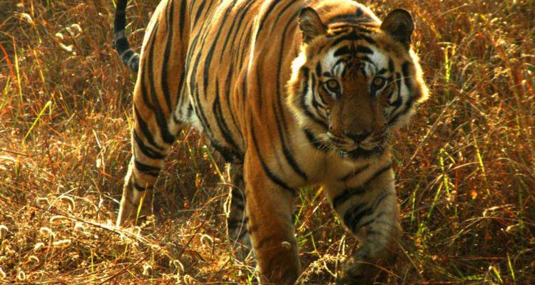 Close-up of Bengal tiger walking through tall dry grass with intense gaze