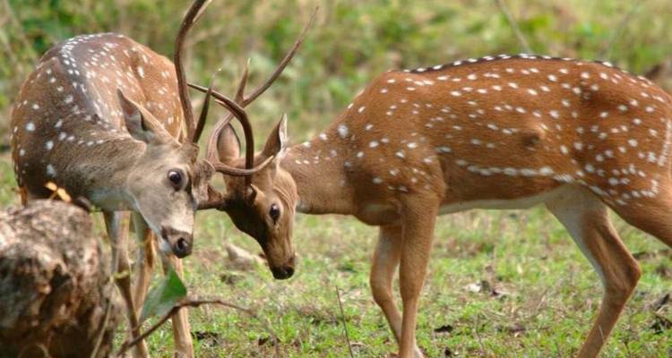 Two spotted deer locking antlers during a tussle on grassy clearing