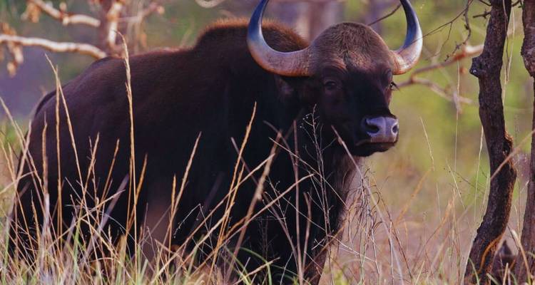 Indian gaur standing among tall grasses with blurred woodland background