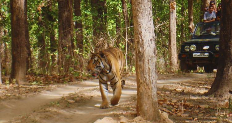 Tiger walking along safari track with jeep and tourists observing from safe distance in forest