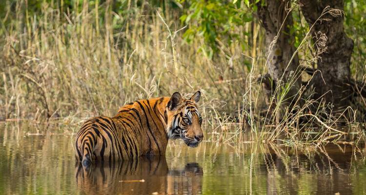 Majestic Bengal tiger wades through a forest pond staring intently amid tall grasses.