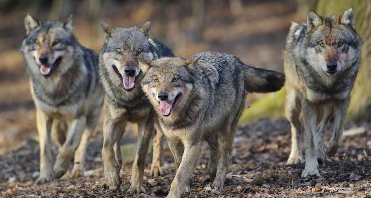 Rudel grauer Wölfe schreitet vorwärts durch den mit Blättern bedeckten Waldboden.