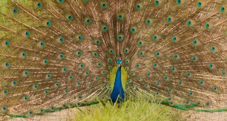 Lebhafter Pfau, der seine vollständig gefächerten schillernden Schwanzfedern zur Schau stellt.