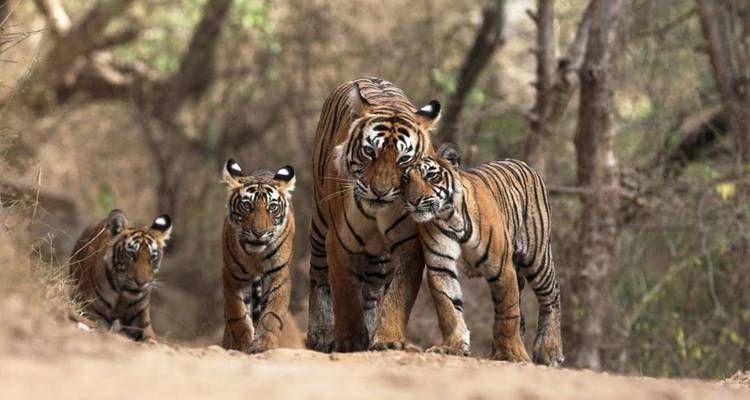 Tiger mother walking along a forest path flanked by three playful cubs.