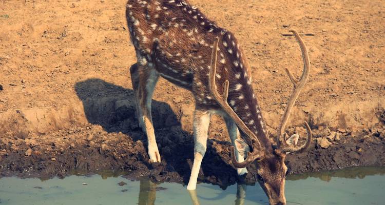 Spotted deer drinking from a shallow watering hole on dry ground.
