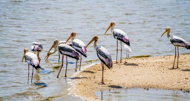 Group of painted storks standing in shallow lake water near a sandy island.