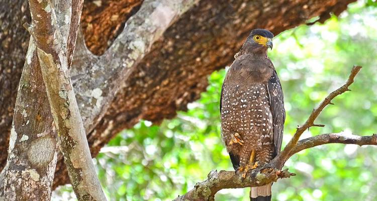 Speckled raptor perched on a branch in a dense green forest.