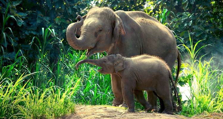 Madre elefante asiática tocando trompas con su juguetón cría entre altos juncos verdes.