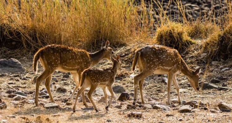 Three spotted deer, including a fawn, walk through dry grass and stony ground in golden light.