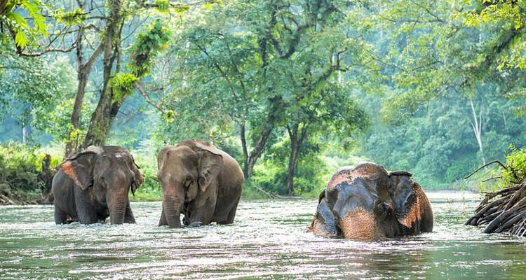 Three Asian elephants wade through a forest river surrounded by lush green trees.