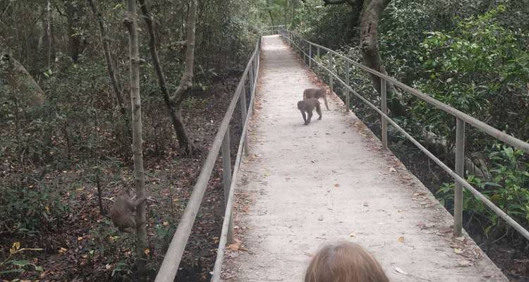 Passerelle surélevée à travers une forêt dense de mangroves avec des singes errant le long du sentier