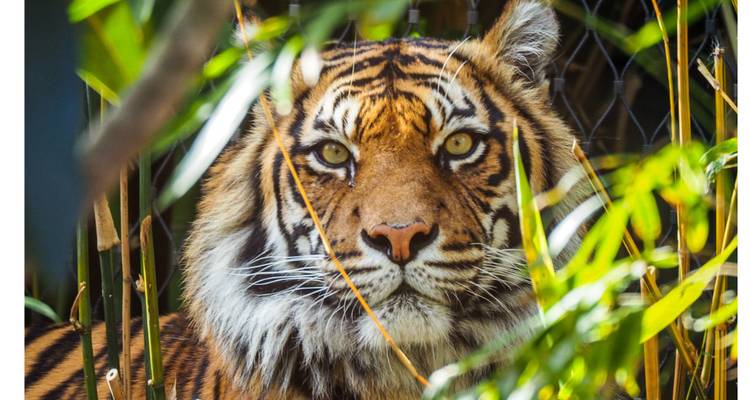 Close-up portrait of a Bengal tiger gazing through green foliage.