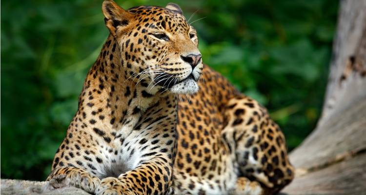 Leopard resting alertly on a tree trunk with lush green background.